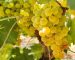Grappolo Vermentino di Gallura